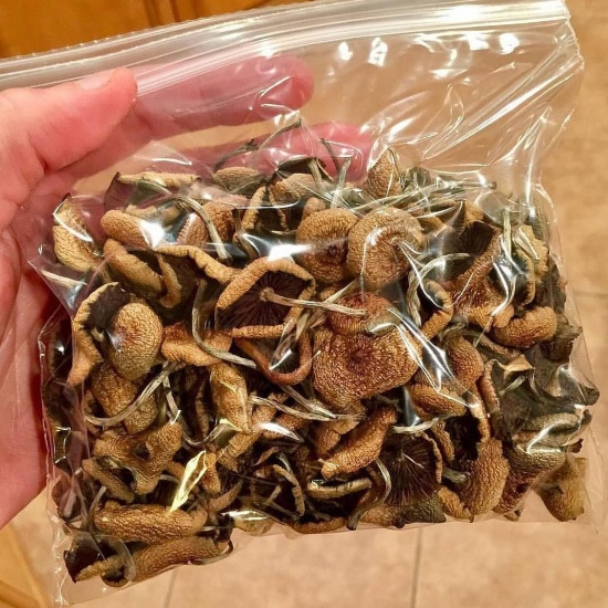 Magic Mushrooms 420 Melbourne Craigslist